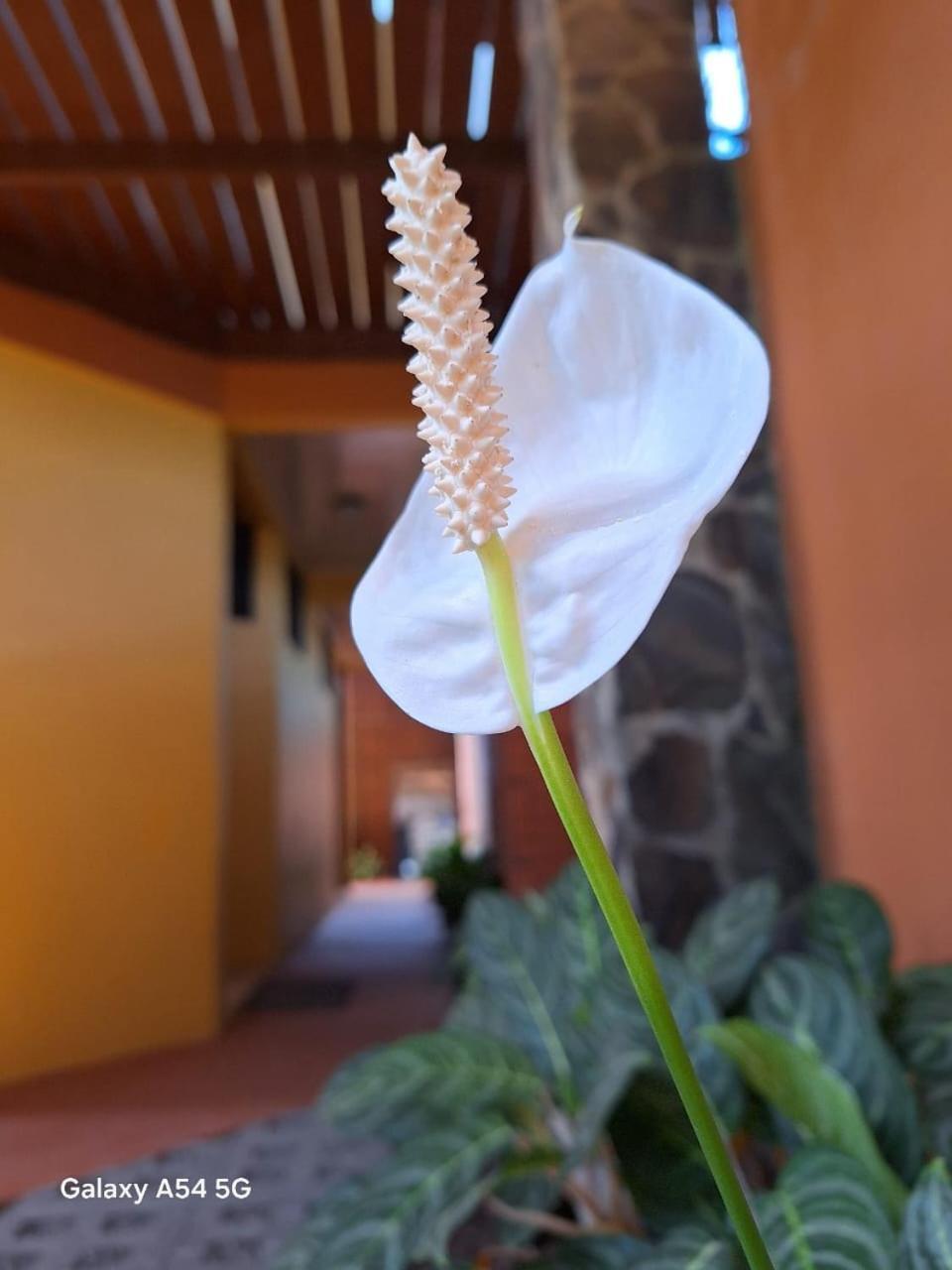 Iris Arenal Hotel La Fortuna Esterno foto