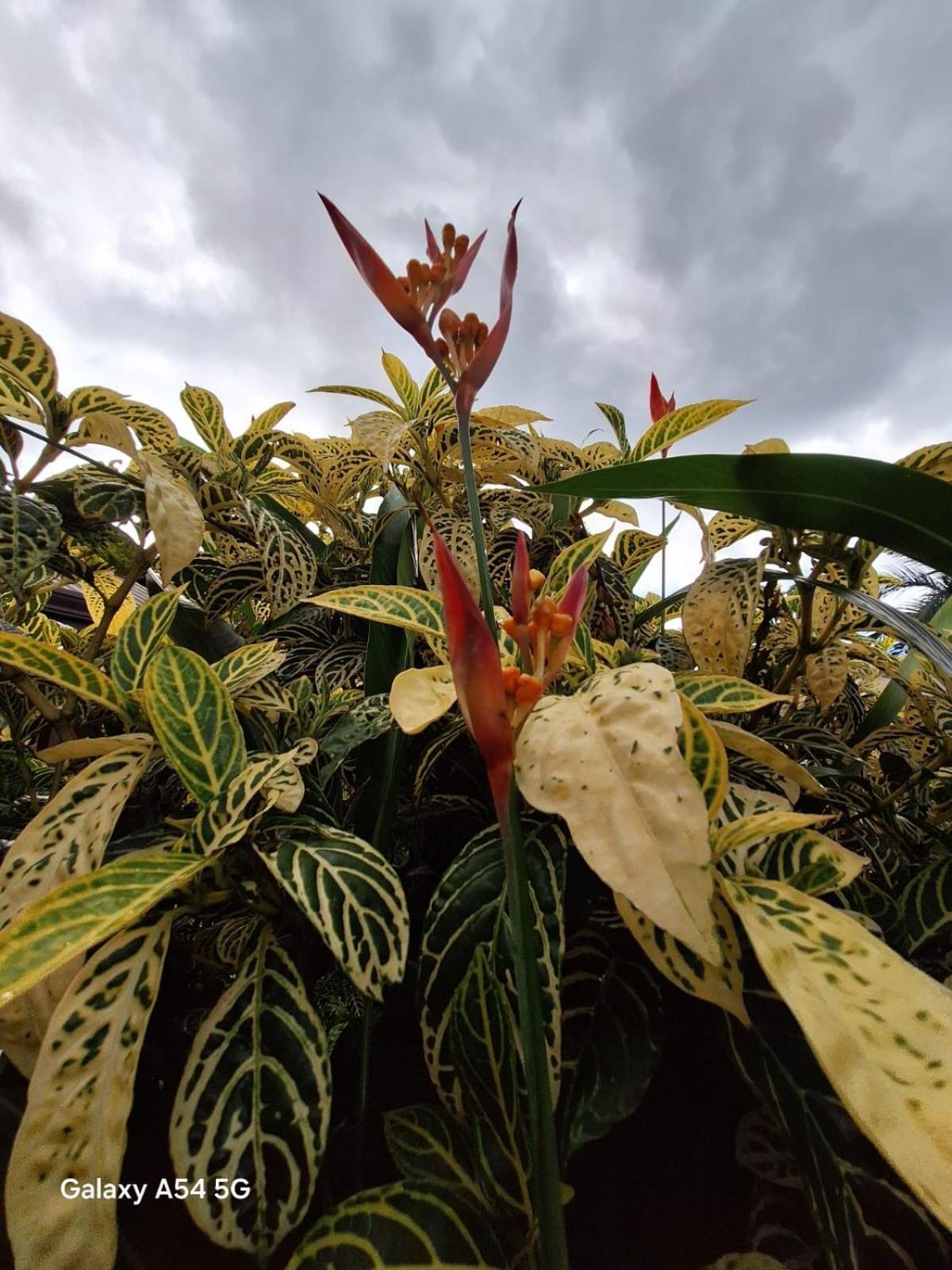 Iris Arenal Hotel La Fortuna Esterno foto